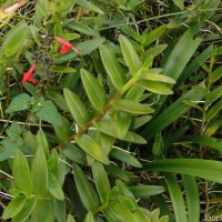 Epidendrum radicans Pav. ex Lindl.